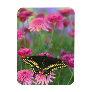 Black Swallowtail Butterfly on Dark Pink Flower Magnet