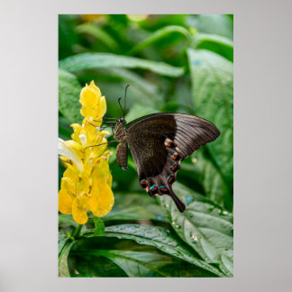 Black Swallowtail Butterfly on flower Poster
