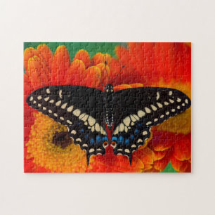 Black Swallowtail Butterfly on Gerberia Daisy Jigsaw Puzzle