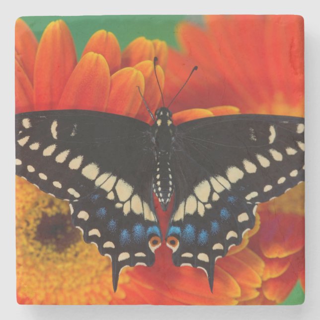 Black Swallowtail Butterfly on Gerberia Daisy Stone Coaster (Front)