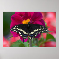 Black Swallowtail Butterfly on Zinnia