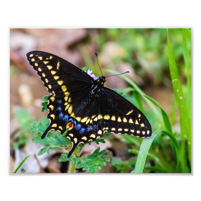 Black Swallowtail Butterfly Photo Print (Front)