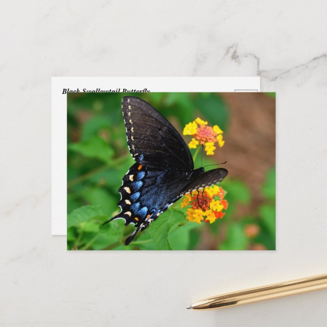 Black Swallowtail Butterfly Postcard (Front/Back In Situ)