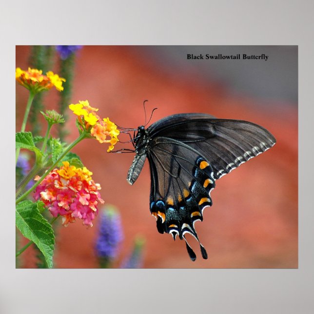 Black Swallowtail Butterfly Poster (Front)