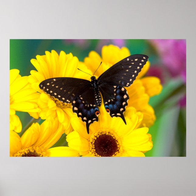 Black Swallowtail butterfly Poster (Front)