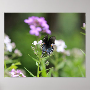 Black swallowtail butterfly poster