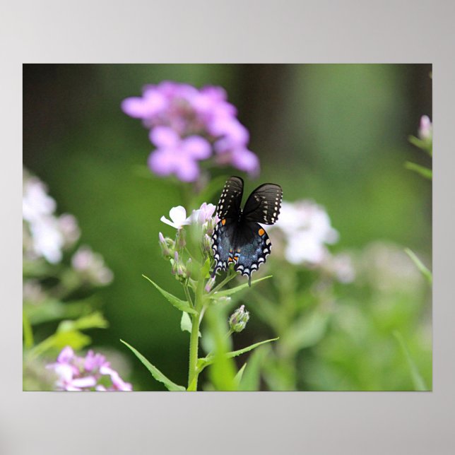 Black swallowtail butterfly poster (Front)