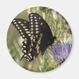 Black Swallowtail Butterfly Round Magnet