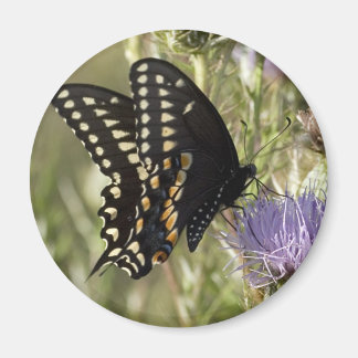 Black Swallowtail Butterfly Round Magnet