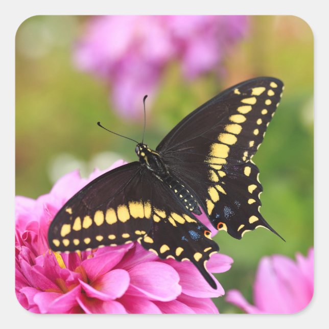 Black Swallowtail Butterfly Square Sticker (Front)