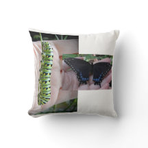 Black Swallowtail Caterpillar/Butterfly