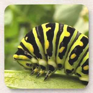 Black Swallowtail Caterpillar Coaster