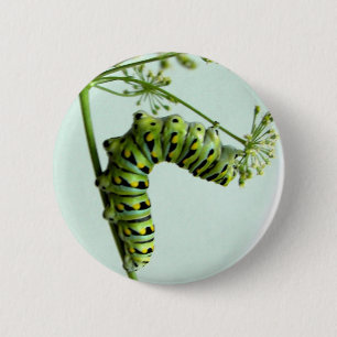 Black Swallowtail Caterpillar eating parsley 6 Cm Round Badge