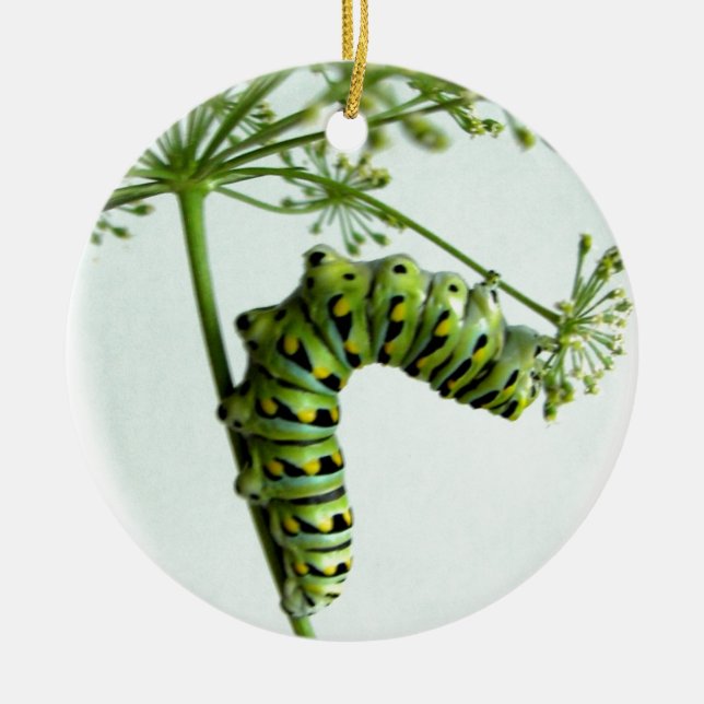 Black Swallowtail Caterpillar eating parsley Ceramic Tree Decoration (Front)