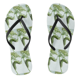 Black Swallowtail Caterpillar eating parsley Jandals