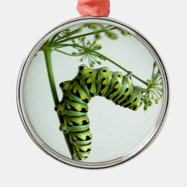 Black Swallowtail Caterpillar eating parsley Metal Tree Decoration (Front)