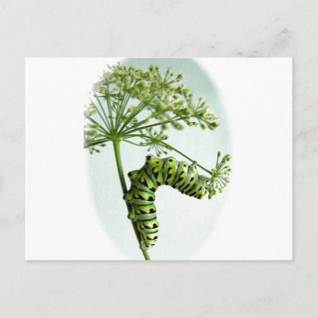 Black Swallowtail Caterpillar eating parsley Postcard (Front)