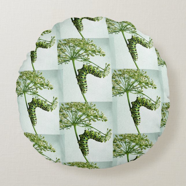 Black Swallowtail Caterpillar eating parsley Round Cushion (Front)