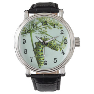 Black Swallowtail Caterpillar eating parsley-watch Watch