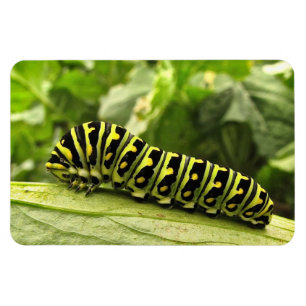 Black Swallowtail Caterpillar Magnet