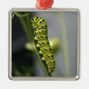 Black swallowtail caterpillar (parsleyworm) on Dil Metal Tree Decoration