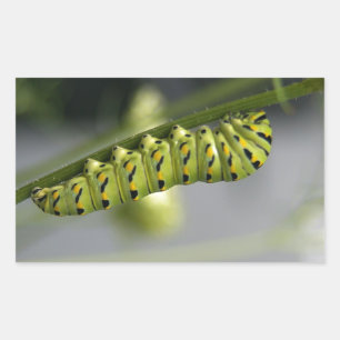 Black swallowtail caterpillar (parsleyworm) on Dil Rectangular Sticker