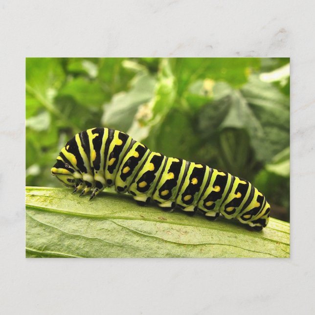 Black Swallowtail Caterpillar Postcard (Front)