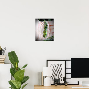 Black Swallowtail Caterpillar Poster