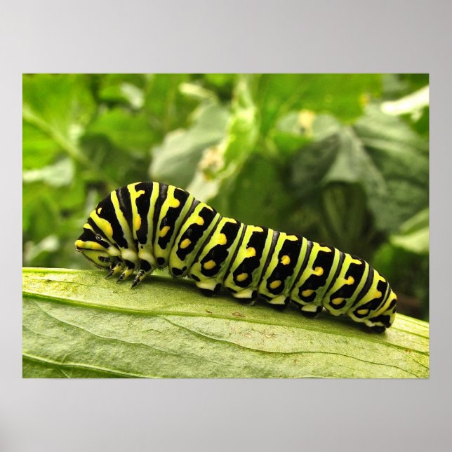 Black Swallowtail Caterpillar Poster (Front)
