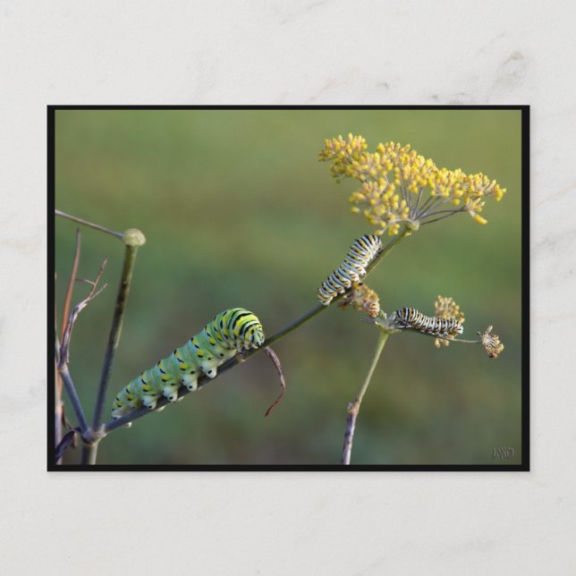 Black Swallowtail Cats Postcard (Front)