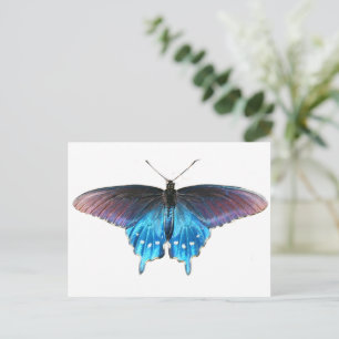 Black Swallowtail on the New River Beach Postcard