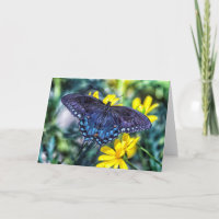 Black Swallowtail on yellow flowers