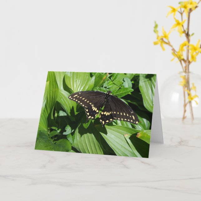 Black Swallowtail Spotted Butterfly Photograph Card (Yellow Flower)