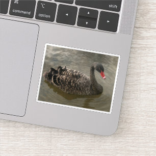 Black Swan