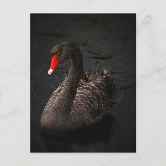 Black-swan-1229 Postcard (Front)