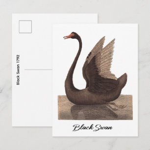 Black Swan 1792 Postcard