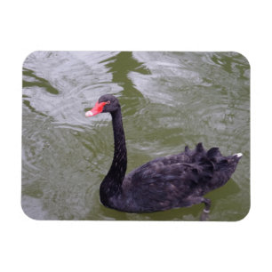 Black Swan 3"x4" Magnet