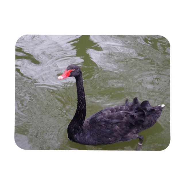 Black Swan 3"x4" Magnet (Horizontal)