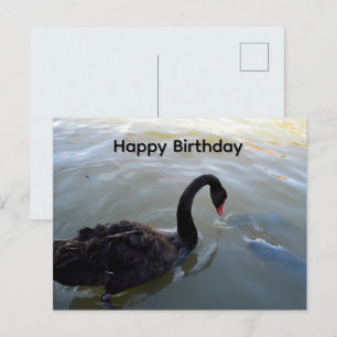 Black Swan And big Fish, Birthday Postcard
