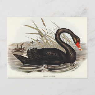 Black Swan by Elizabeth Gould Postcard