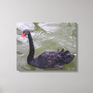 Black Swan Canvas Print
