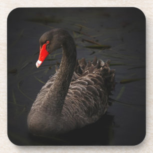 Black Swan Coaster