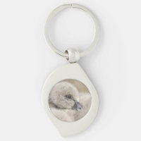 Black Swan Cygnet