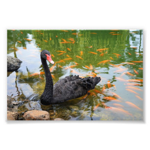 Black Swan in a Goldfish Pond Photo Print