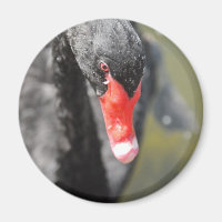 Black Swan