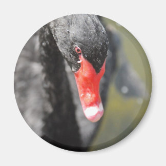 Black Swan Magnet