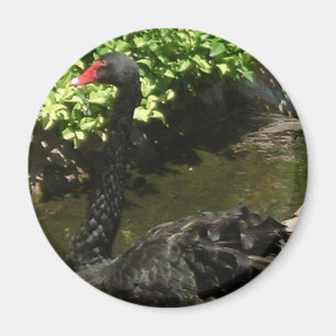 Black Swan Magnet
