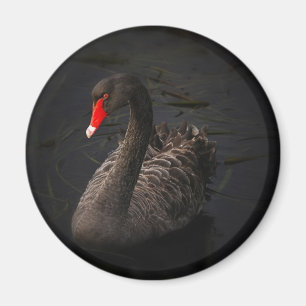 Black swan magnet
