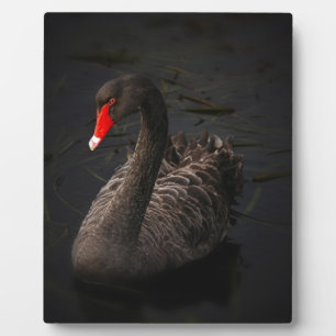 Black Swan Plaque