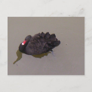 Black Swan Postcard